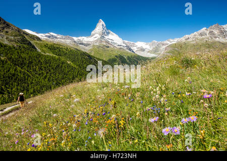 Wildblumenwiese unter dem Matterhorn, Zermatt, Walliser Alpen, Wallis, Schweiz. Stockfoto