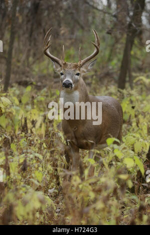 Weiß - angebundene Rotwild (Odocoileus Virginianus) während der Brunft Stockfoto