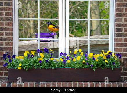 Baltimore Oriole auf lila Schüssel im Haus Fenster mit Stiefmütterchen im Blumenkasten Stockfoto