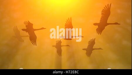 Vögel, Gänse in Strahlen der goldenen Orange gelb Sonnenlicht Stockfoto