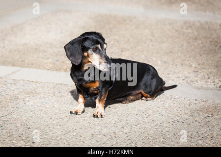 wunderschöne Dackel auf dem Bürgersteig sitzen Stockfoto