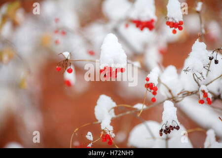 Rote Beeren, die frisch verschneiten auf Baum, Herbst, winter Stockfoto