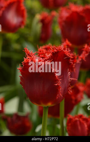 Nahaufnahme einer brillant roten Fransen Tulpe konzentrierte sich im Vordergrund und mehrere rote Tulpen und Laub im Hintergrund. Stockfoto