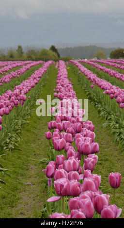 Reihen von rosa Tulpen, die Verlängerung bis zum Horizont mit Regenpfützen in den Furchen zwischen den Reihen. Stockfoto