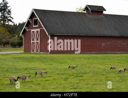 Alte rote Scheune mit weißen Holzarbeiten im Hintergrund mit kanadische Gänse auf der Wiese im Vordergrund an einem bewölkten Tag Stockfoto