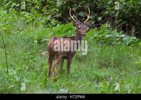 Gefleckte Rehe, (Achse-Achse) Stockfoto