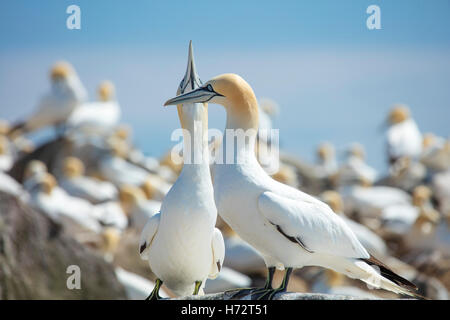 Basstölpel (Morus bassanus), die in der Kolonie auf große Saltee Insel. Das County Wexford, Irland. Stockfoto