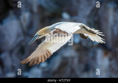 Tölpel, Great Saltee Island, County Wexford, Irland fliegen. Stockfoto