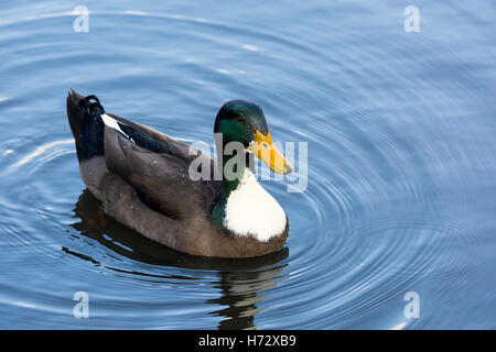 Männliche Stockente Enten schwimmen in einem See in Oregon Stockfoto