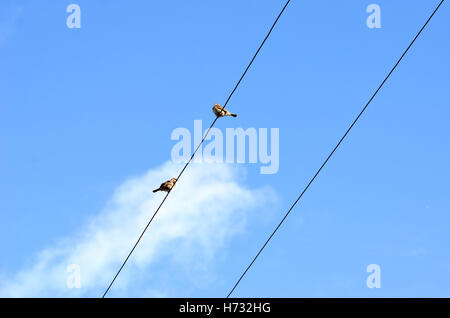 Vögel auf elektrischen Leitungen Stockfoto