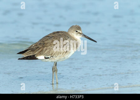 Willett (Tringa Semipalmata) Shorebird ruht auf Tide Linie, Florida, USA Stockfoto