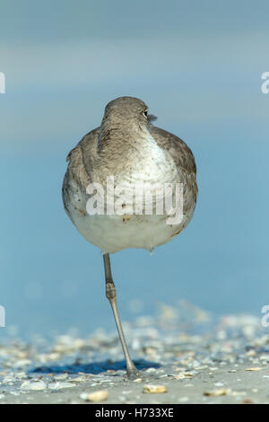 Willett (Tringa Semipalmata) Shorebird ruht auf Tide Linie, Florida, USA Stockfoto