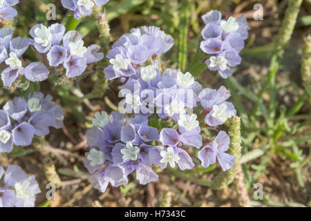 geflügelte Strandflieder (Limonium Lobatum) Blume wächst auf sandigen Strand, Kreta, Griechenland Stockfoto