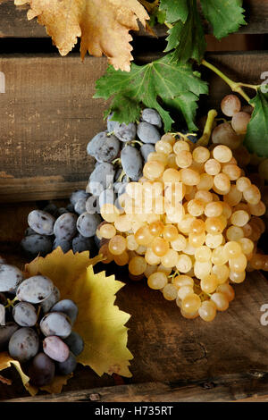 Tafeltrauben, frisch gepflückt und auf Garten Werkbank angezeigt. Stockfoto