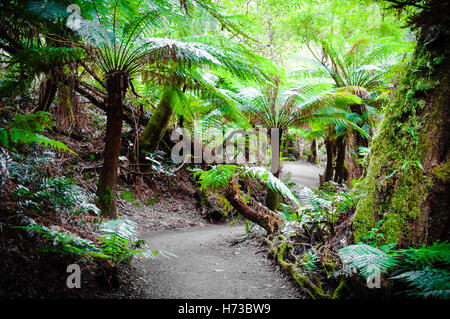 gehen Sie zu Fuß gehen zu Fuß Umwelt Enviroment berühmten Baum Bäume Park wild Tourismus verlässt Australien im Freien im freien nasse Augen Stockfoto