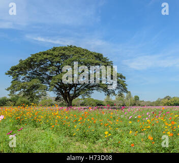 Pflanzen Blumen Stockfoto