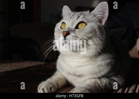 Britisch Kurzhaar Katze mit dunklem Hintergrund Stockfoto