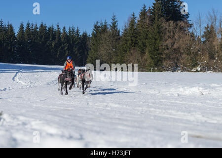 Deutsche Meisterschaft Schlittenhunderennen Frauenwald 2015 Stockfoto