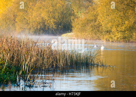 Overcote, Cambridgeshire UK, 2. November 2016.  Nebel hängt über den Fluss Great Ouse, wie als Schwäne schwimmen unter dem Schilf im Morgenlicht an einem Morgen klar, knackig, Herbst. Nach einem milden Zauber handelt es sich um den ersten Frost im Herbst dieses Jahres in den Osten des Vereinigten Königreichs. Kredit Julian Eales/Alamy Live N Stockfoto