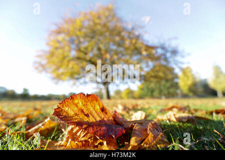 London, UK 2. November 2016.   Schönen Herbstmorgen im Clissold PArk, Stoke Newington, London, UK. Copyright Carol Moir/Alamy Live-Nachrichten. Stockfoto