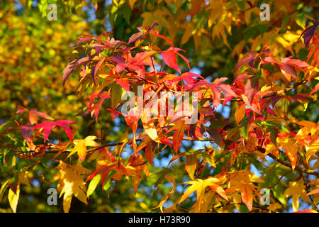 Sonning on Thames, Berkshire, UK. 2. November 2016. Spektakuläre Herbstfärbung im Dorf Sonning on Thames, Berkshire, UK. Bildnachweis: Wendy Johnson/Alamy Live-Nachrichten Stockfoto