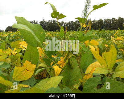 Buenos Aires, Argentinien. 30. März 2014. Gentechnisch veränderte Soja ist in der Nähe von Buenos Aires, Argentinien, 30. März 2014 gepflanzt. Foto: Juan Garff/Dpa/Alamy Live News Stockfoto