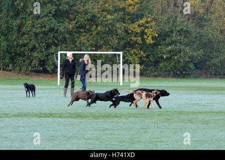 London, UK. 3. November 2016. UK-Wetter. Am frühen Morgen Frost auf Wandsworth Common, Battersea Kältewelle nähert. Bildnachweis: JOHNNY ARMSTEAD/Alamy Live-Nachrichten Stockfoto