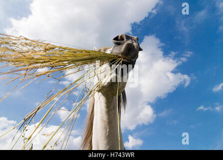 Grauschimmel Essen Trockenrasen Stockfoto