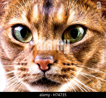 Nahaufnahme der Abessinier Katze Gesicht auf weißem Hintergrund Stockfoto