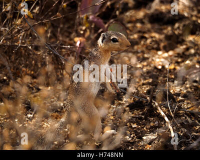 Afrikanische Ungestreifte Borstenhörnchen (Xerus Rutilus) steht auf den Hinterbeinen im dichten Gestrüpp am Lake Baringo Kenia Afrika Stockfoto