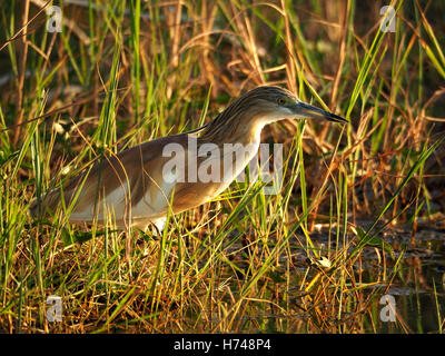 Squacco Heron (Ardeola Ralloides) Angeln schilfige Rande des Lake Baringo im kenianischen Rift Valley Afrika im sanften Morgenlicht Stockfoto