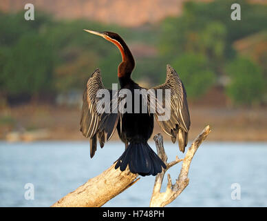 Snakebird aka afrikanischen Darter (Anhinga Rufa) trocknen seine Verbreitung Flügel auf einem abgestorbenen Baum am Lake Baringo im kenianischen Rift Valley Afrika Stockfoto