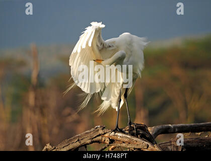 Silberreiher (Ardea Alba) mit Kopf Kopf unter durchscheinenden Flügel und Federn als es preens neben Lake Naivasha, Kenia Stockfoto