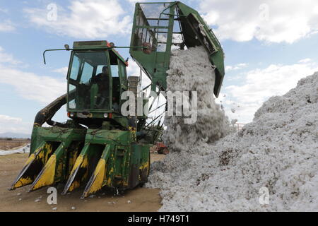 Landwirtschaft - entlädt eine John Deere Baumwolle Stripperin Maschine frisch geernteten Baumwolle in Thrakien, Griechenland. Stockfoto