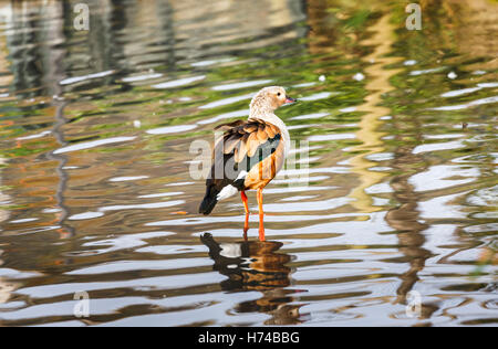 Orinoco Gans (Neochen Jubata) stehen im seichten Wasser an der Wildfowl and Wetlands Trust, Arundel, West Sussex, UK Stockfoto