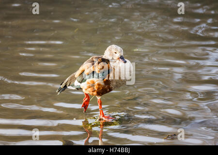 Orinoco Gans (Neochen Jubata) stehen auf einem Bein im seichten Wasser an der Wildfowl and Wetlands Trust, Arundel, West Sussex, UK Stockfoto