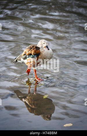 Orinoco Gans (Neochen Jubata) stehen auf einem Bein im seichten Wasser an der Wildfowl and Wetlands Trust, Arundel, West Sussex, UK Stockfoto