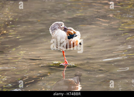 Orinoco Gans (Neochen Jubata) stehen auf einem Bein im seichten Wasser an der Wildfowl and Wetlands Trust, Arundel, West Sussex, UK Stockfoto