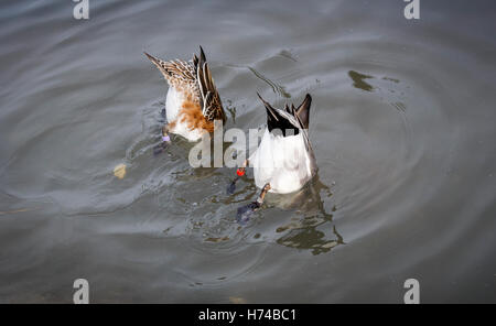 Männliche und weibliche eurasischen Pfeifente (Anas Penelope) Fütterung, Arundel & Feuchtgebiete Wildfowl Trust, West Sussex, UK Stockfoto