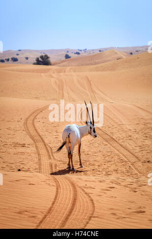 Oryx-Antilopen oder arabische Antilope in Desert Conservation Reserve in der Nähe von Dubai, Vereinigte Arabische Emirate Stockfoto