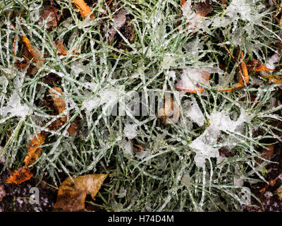 Hintergrund von einem schönen grünen Rasen und weißer Schnee Stockfoto