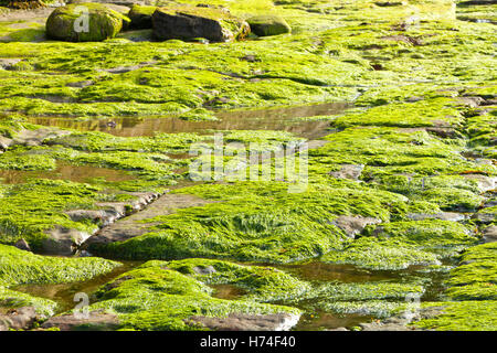Ebbe enthüllt fallenden Felsen bei Staithes an der Küste von Yorkshire, England UK Algen Stockfoto