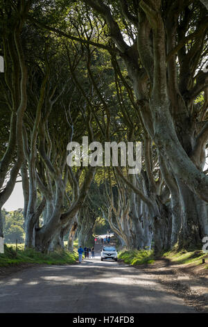 Die dunklen Hecken, Bregagh Rd, Ballymoney, Avenue des Buche verwendet im Spiel der Throne Serie, Antrim Irland Stockfoto