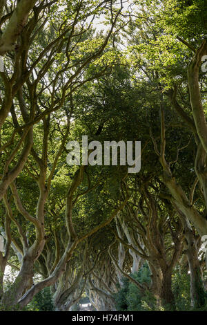 Die dunklen Hecken, Bregagh Rd, Ballymoney, Avenue des Buche verwendet im Spiel der Throne Serie, Antrim Irland Stockfoto