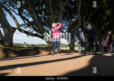 Die dunklen Hecken, Bregagh Rd, Ballymoney, Avenue des Buche verwendet im Spiel der Throne Serie, Antrim Irland Stockfoto