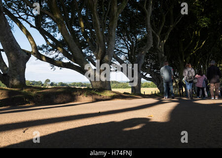 Die dunklen Hecken, Bregagh Rd, Ballymoney, Avenue des Buche verwendet im Spiel der Throne Serie, Antrim Irland Stockfoto