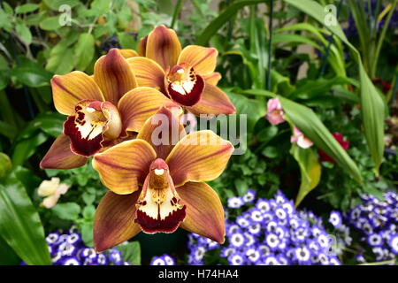 Exotische braune Orchidee blüht. Stockfoto