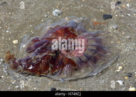 Großen Quallen angespült auf dem Sand. Stockfoto