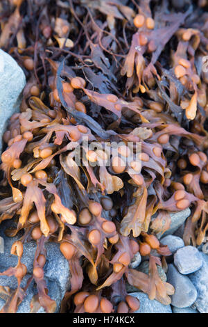 Algen am Strand von Renvyle; Tully; Connemara; Galway; Irland Stockfoto