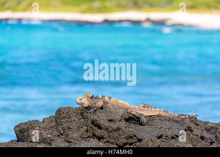 blau zu Fuß gehen gehen zu Fuß reisen Park Reptil Eidechse Strand Meer Strand Küste Inseln Leguan Südamerika national Stockfoto